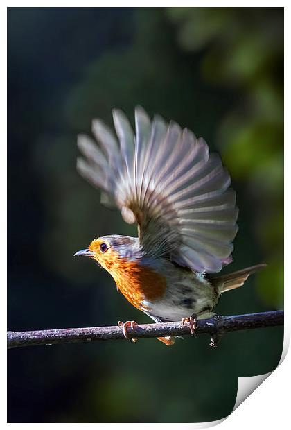 Flighty Robin Print by Ian Duffield