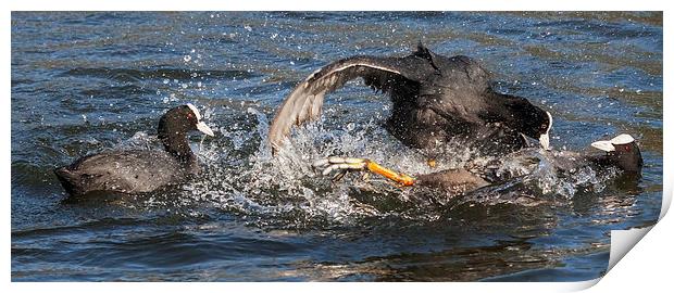  Coot Wars Print by Ian Duffield