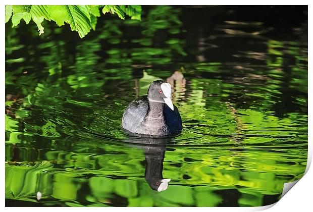 Coot on a river of green  Print by Ian Duffield