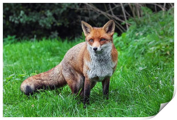  Wary red fox Print by Ian Duffield
