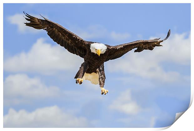  Bald Eagle Landing Print by Ian Duffield