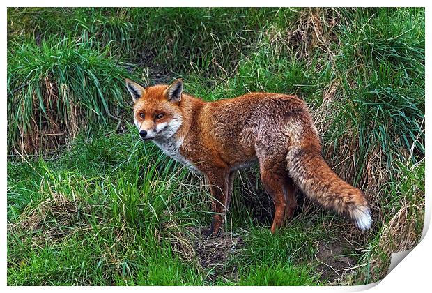  Wary Fox Print by Ian Duffield