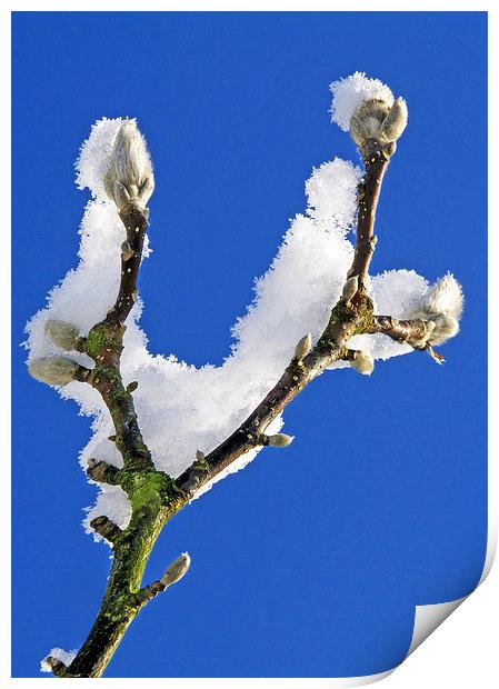  Buds and snow Print by Ian Duffield