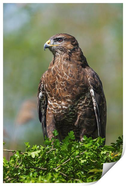  Buzzard on hawthorn. Print by Ian Duffield