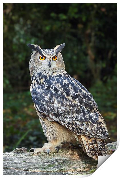  Eagle owl on a log. Print by Ian Duffield