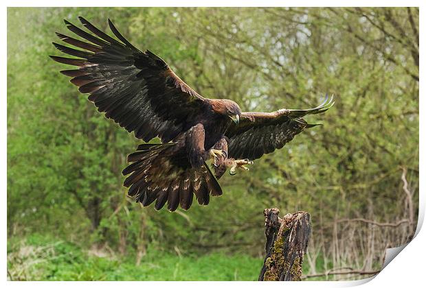  Golden eagle about to land. Print by Ian Duffield