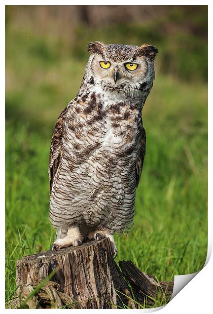 Great Horned Owl leaning over.  Print by Ian Duffield