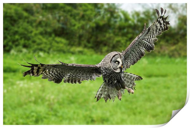  Great grey owl in flight. Print by Ian Duffield