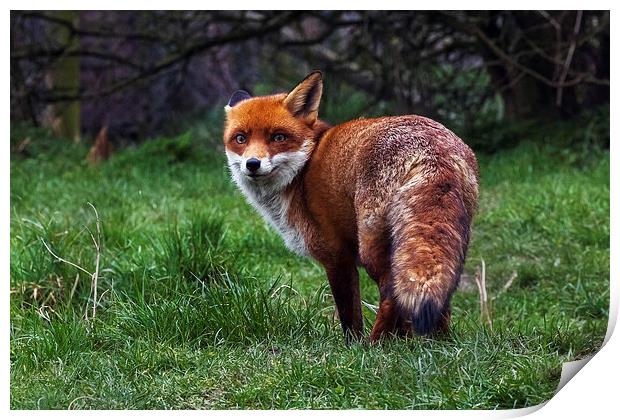  Wary fox looking back Print by Ian Duffield