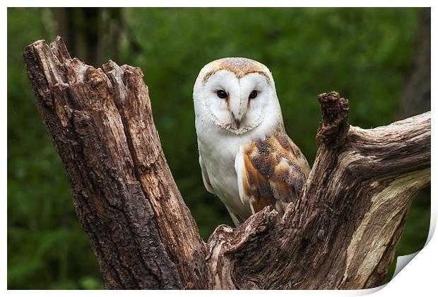  Barn owl perched in the fork of an old tree trunk Print by Ian Duffield