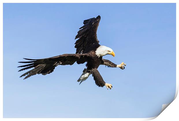  Bald eagle ripping through the sky Print by Ian Duffield