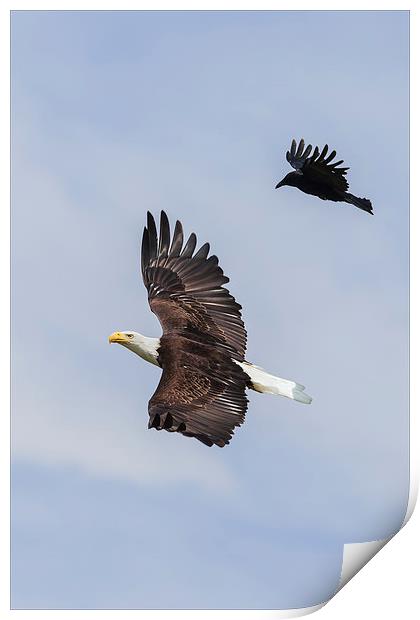  Bald Eagle flanked by a Carrion Crow Print by Ian Duffield