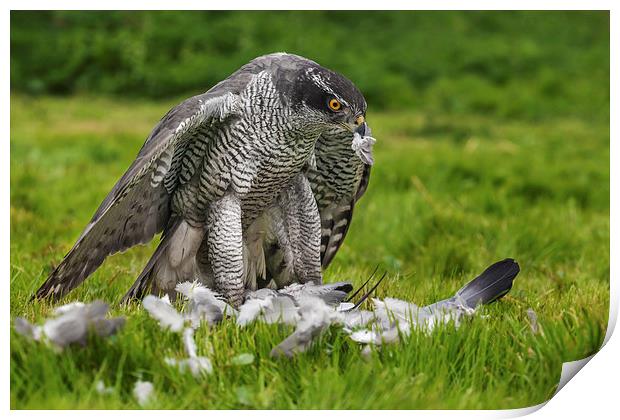  Goshawk struggling with his pigeon dinner Print by Ian Duffield