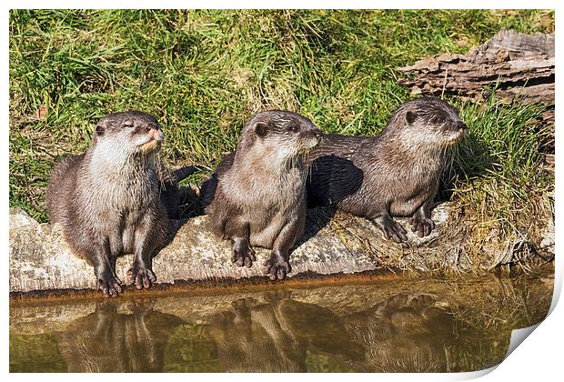  Three little otters sitting in a row Print by Ian Duffield