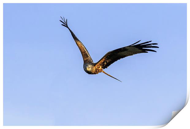  Red Kite head-on Print by Ian Duffield