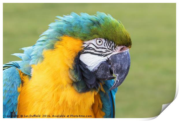 Blue and Yellow Macaw close-up. Print by Ian Duffield