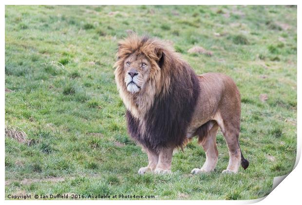 Proud male lion Print by Ian Duffield