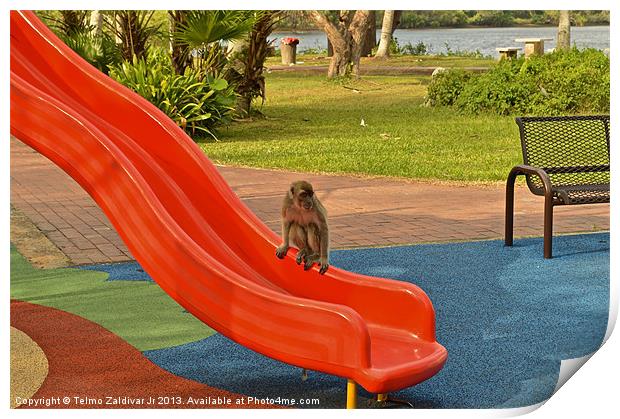 Monkey Print by Telmo Zaldivar Jr