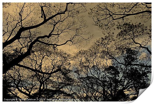 Trees and Skies.... Print by Telmo Zaldivar Jr