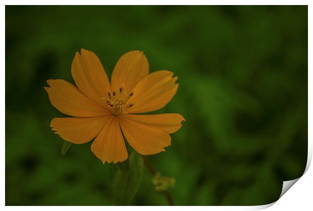 Yellow orange flower... Print by Telmo Zaldivar Jr