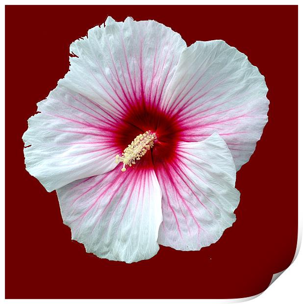 Showy hibiscus Print by Regis Yaworski