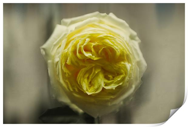 Yellow Rose Print by Igors Krjukovs