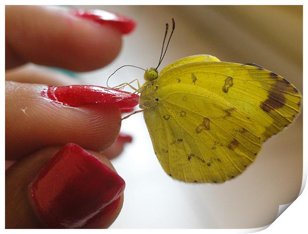 Butterly in hand Print by Preethy S