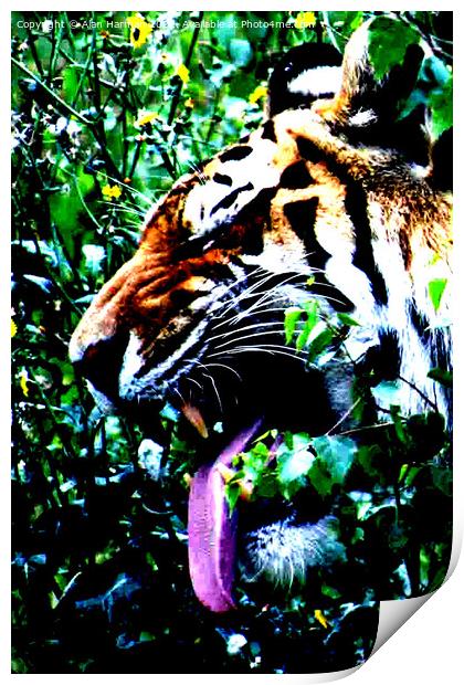 Amur Tiger Print by Alan Harman