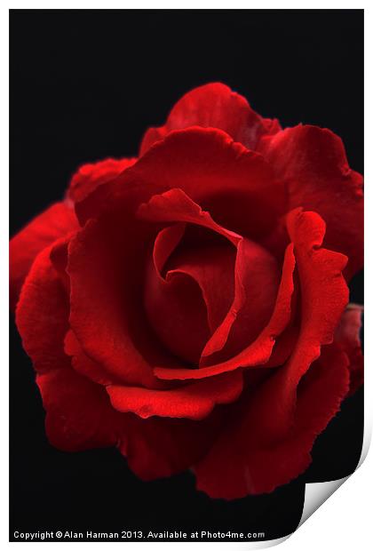 Red Rose Print by Alan Harman