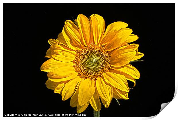Sunflower Print by Alan Harman