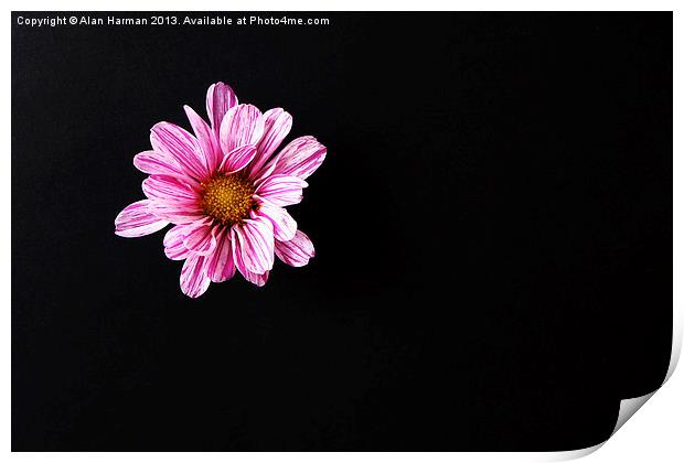 Chrysanthemum Flower Print by Alan Harman