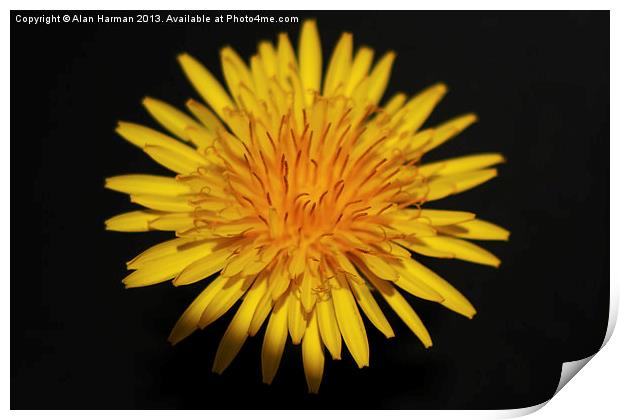 Dandelion Flower Print by Alan Harman