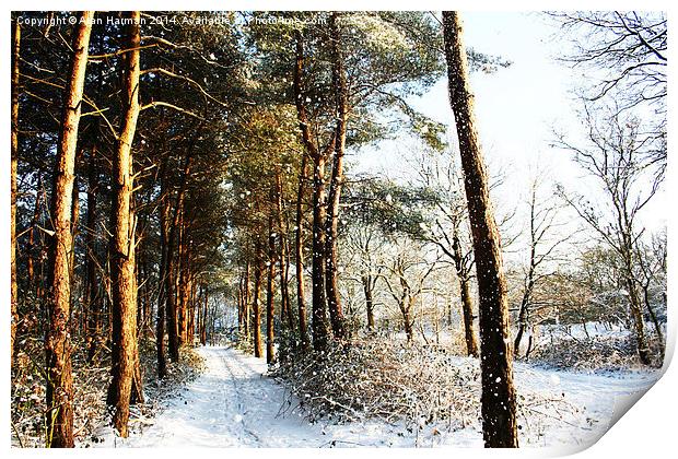 Forest Snow Scene Print by Alan Harman