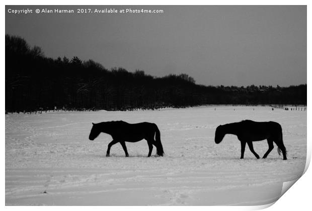 Horses On Snow Print by Alan Harman