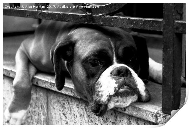 Boxer Dog On Windowsill Print by Alan Harman