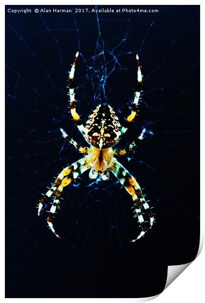 European Garden Spider Print by Alan Harman