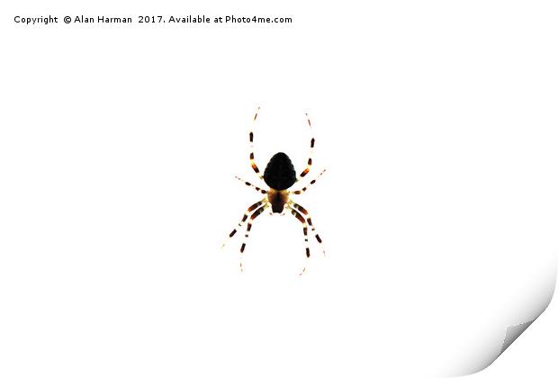 Spider Print by Alan Harman
