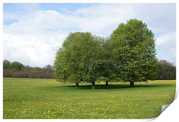 Spring Greens Print by angela Mackenzie-Brown