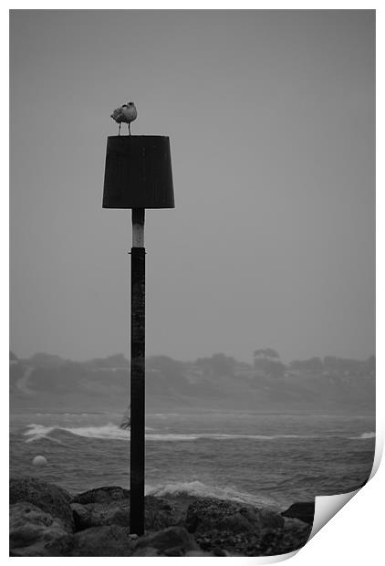 Seagull in Winter Print by angela Mackenzie-Brown