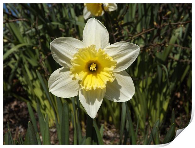 daffodil plant Print by Sean Mcdonagh
