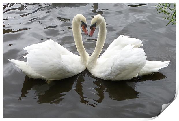 Romantic Swans Print by Ursula Keene