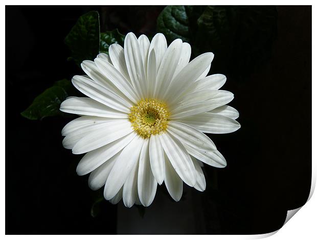 White Gerbera Print by Ursula Keene