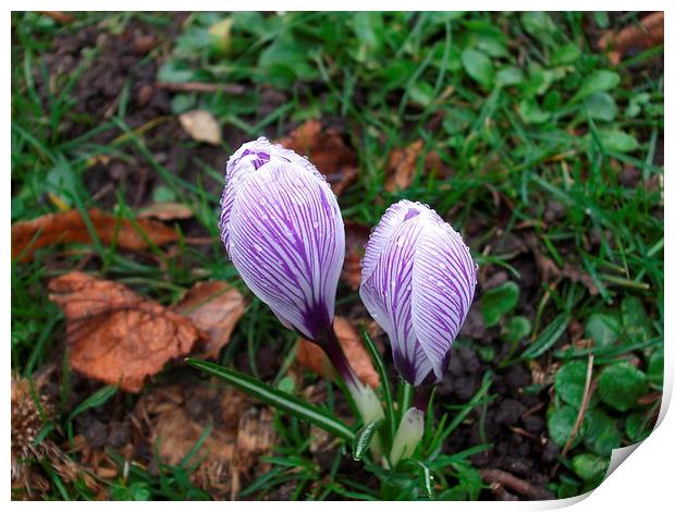 Rain Drops on Mauve Crocus Print by Ursula Keene