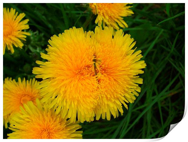 Double Delight Dandelions Print by Ursula Keene