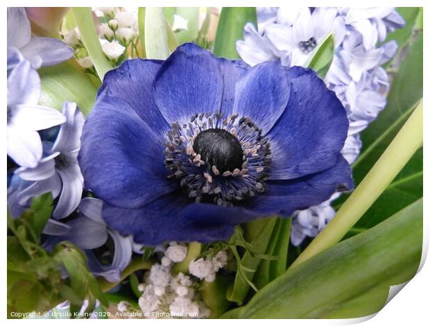 Blue Anemone flower Print by Ursula Keene