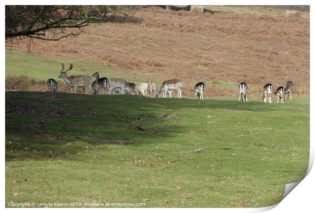 Herd of fallow deer at Knole Park Kent Print by Ursula Keene