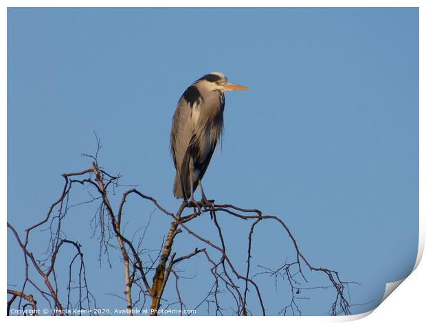 Heron perched in top of a silver birch tree  Print by Ursula Keene