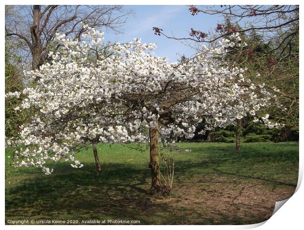 Apple blossom in Kent Print by Ursula Keene