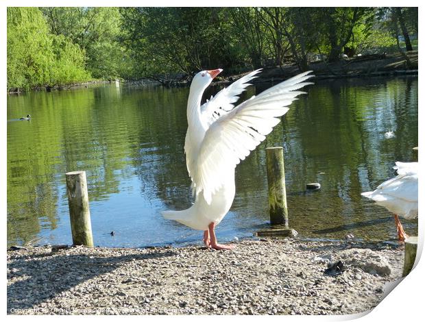 Goose working out  Print by Ursula Keene