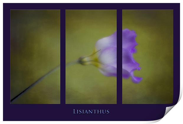 Lisianthus Print by clint hudson